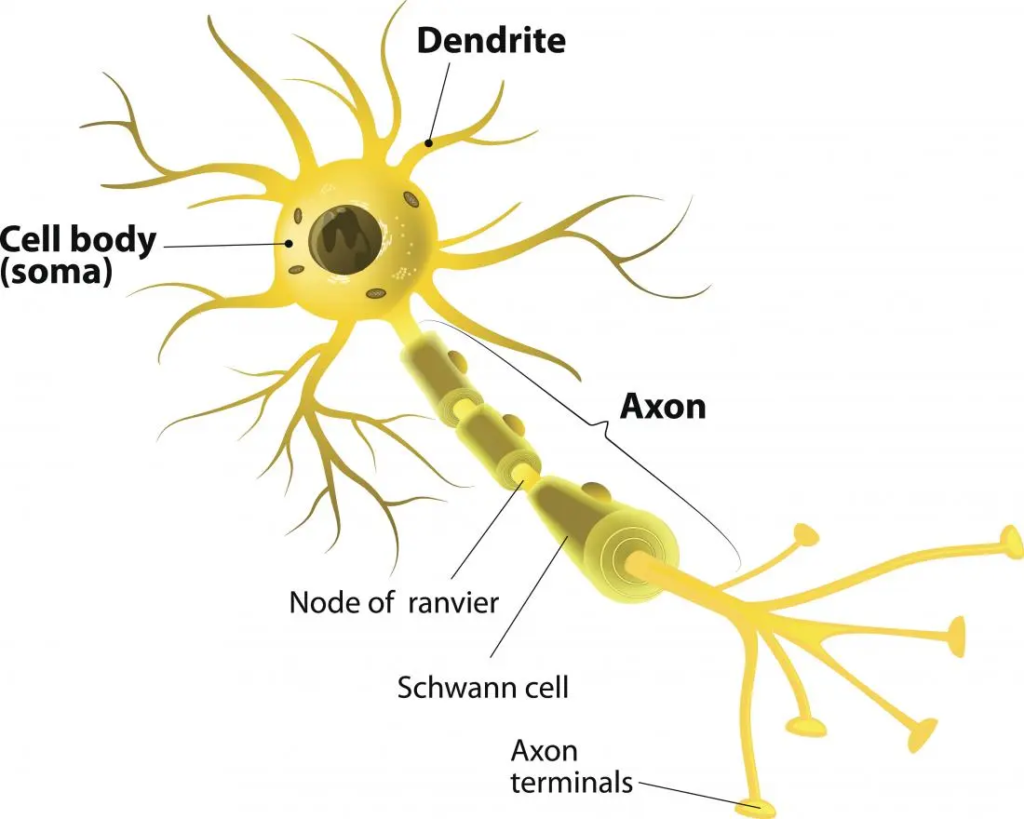 Neuron Anatomy of Brain