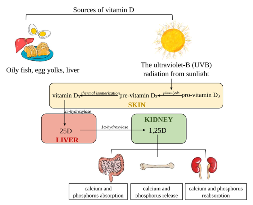 Vitamin D and Calcium Absorption
